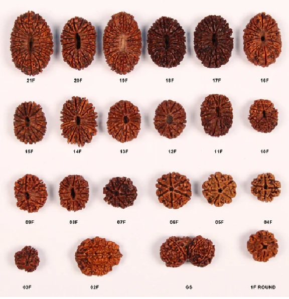 What is Rudraksha